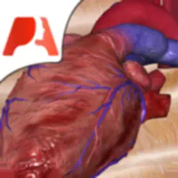 Pocket Heart - 交互式心脏病学
